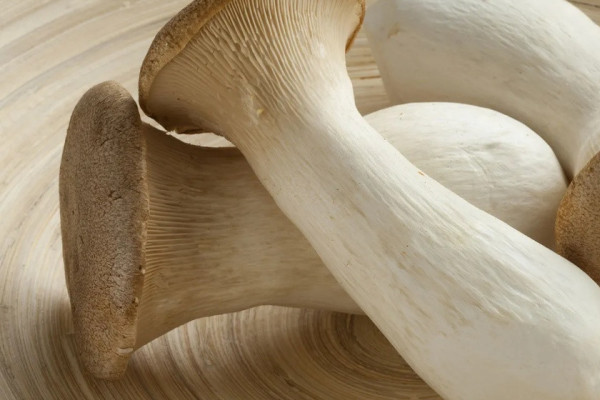 नेपालमा एक हजार १५० प्रजातिका च्याउ, सय प्रजातिका विषालु